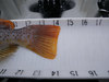 14.25 inch greenling tail thumb