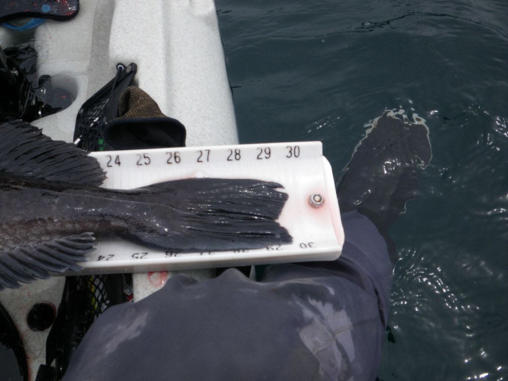 29.75 inch lingcod tail