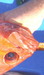 Dsc08387rockietwentythreehead thumb