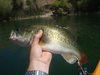 Bass2 thumb