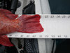 21.5 inch red2 thumb