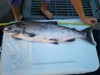 Salmon1  640x480  thumb