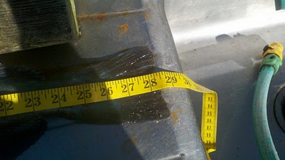 Lingcod2