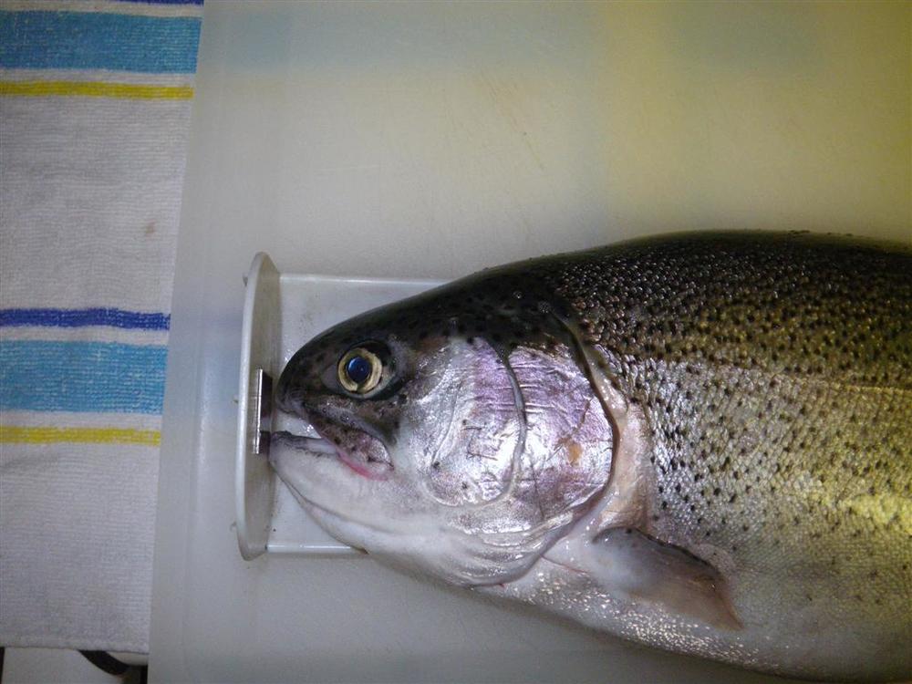 First trout of 2012 resized  3 