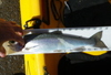 Trout wt 3 10 12 15. 78 zoomed thumb
