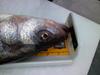 Striper head  thumb