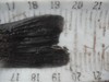 Dscf1052  800x600  thumb