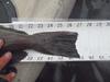27 lingcod  sc 2012 thumb