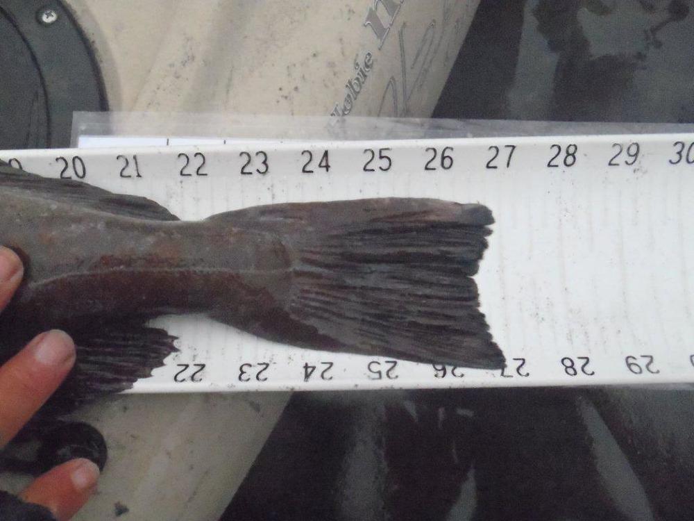 27 lingcod  sc 2012