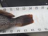 14.25 kelp greenling  sc 2012 thumb