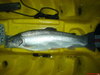 Berryessa yak fish 12 24 07 010 thumb