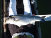 Striper3 thumb
