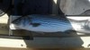 6 16 12ar stripers  3  thumb