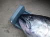 Mbk ai isl salmon 7 18 12 050 thumb