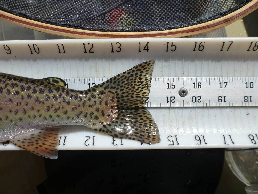 Sjrtrout14.5aoty2