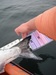 Mbsalmon  2   1280x960  thumb