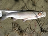 Gottrout thumb
