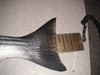 Striper 2 10 13  2  thumb