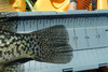 14.625 crappie2 thumb
