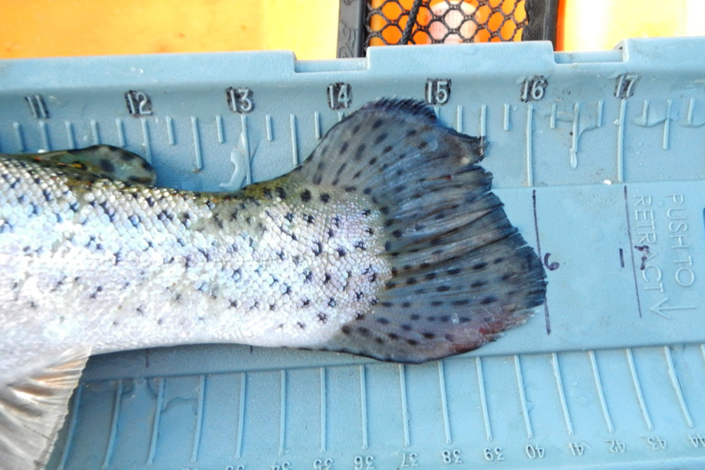 16.0 trout2