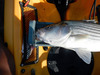 24.5 port stripe2 thumb