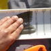 Imgp5458.jpgtailshot thumb