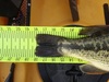 18 25inchbasstail thumb