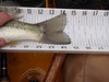 P4060672 thumb