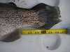 26.5 inch rainbow trout thumb