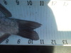 Perch2 thumb