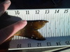 Perch tail 3 thumb