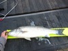 Portstriper2 1 14b thumb