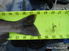 Oroville coho a4 thumb