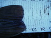 Imgp1271 thumb