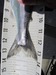 Kokanee 14 tail thumb