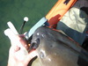 Dscf4724 thumb