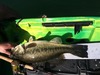 Lmb thumb