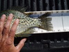 1st crappie 2 thumb