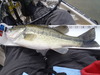 16.5 in  sm bass  pardee thumb