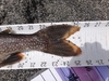 Dsc00401  2000x1500  thumb