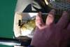 Aoty2smallie 17.75 thumb