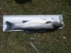 Mahicsbafish800x600 thumb