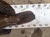 Grassrockfish thumb