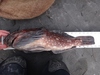 Dsc01349  2000x1500  thumb
