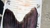 Catfish length detail thumb