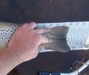 Dsc01681  1915x1608  thumb