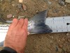 Striper tail thumb