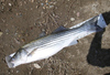Striper30pt25 thumb