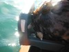 Cabhead thumb