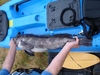 39 inch ling photo and witness by hawk thumb